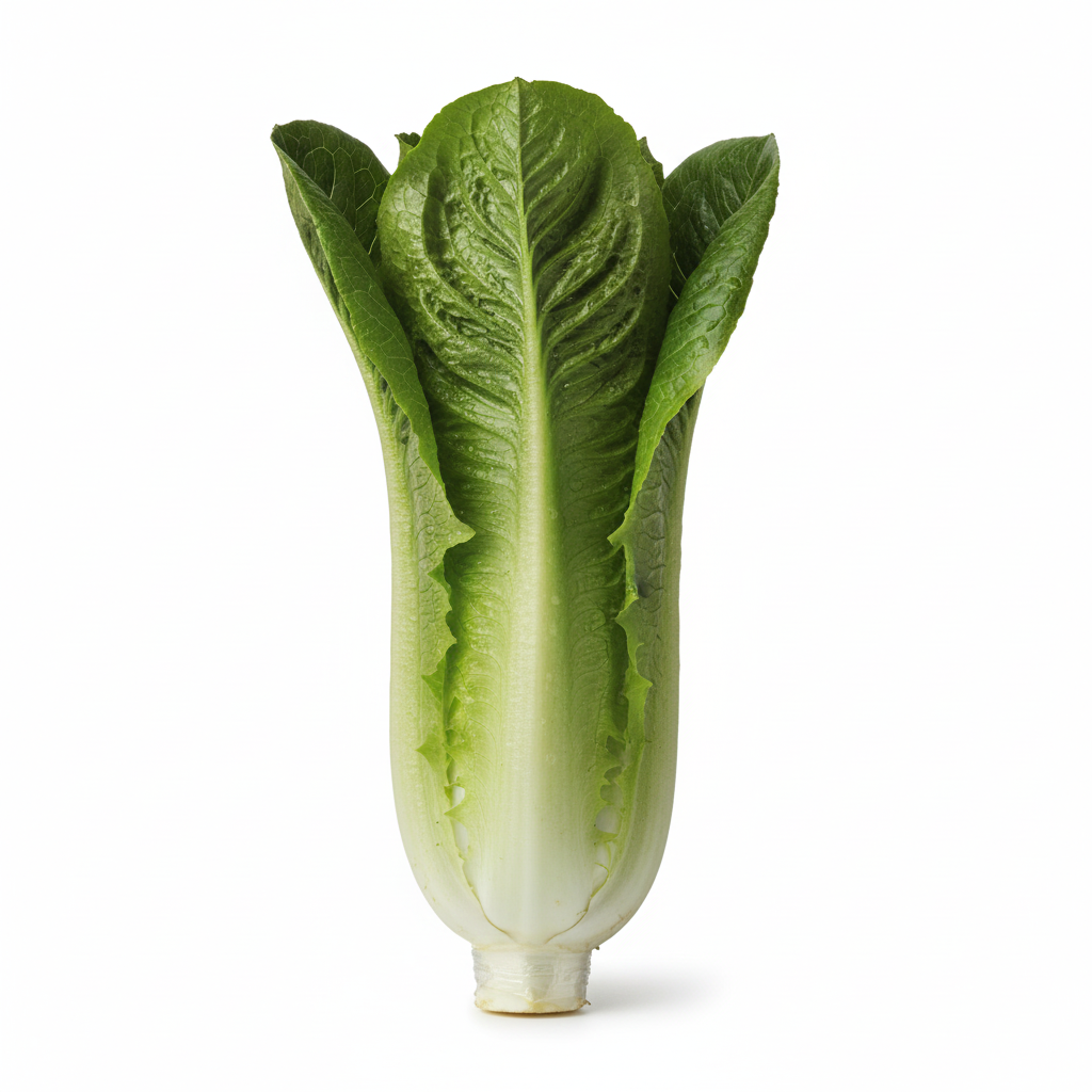 Romaine Lettuce